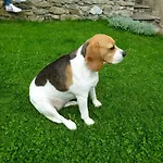 Frühstückspension La Buneta Macra