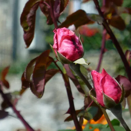 Oda ve Kahvaltı La Buneta